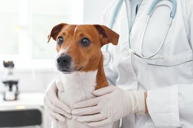 Vad ska jag göra om min hund äter handdesinfektionsmedel?