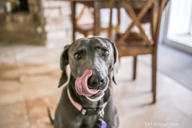 I cani possono mangiare la nutella?