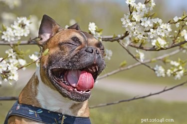 Может ли собака иметь сезонную аллергию?