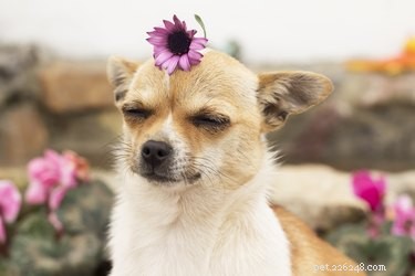 개에게 계절성 알레르기가 있을 수 있습니까?