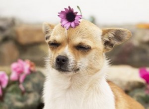 Os cães podem ter alergias sazonais?