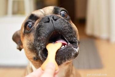 Kunnen honden Graham Crackers eten?
