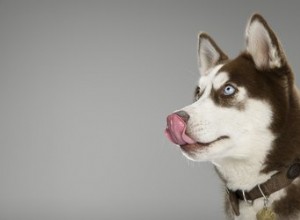 犬はグラハムクラッカーを食べることができますか？ 