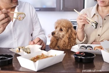 Kunnen honden sojasaus eten?