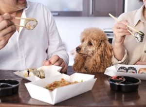 Kan hundar äta sojasås?