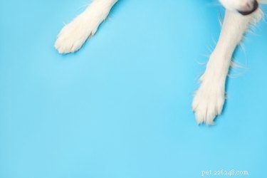11 fatos fascinantes sobre garras de cachorro