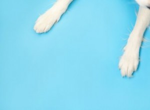 11 fatos fascinantes sobre garras de cachorro
