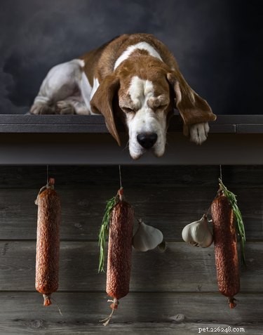 Kan hundar äta salami?