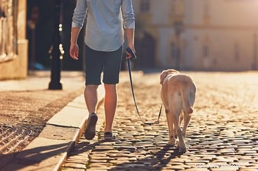 개를 산책시킬 때 사회적 거리두기를 실천하기 위한 6가지 팁