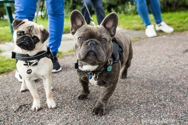 6 conseils pour pratiquer la distanciation sociale lorsque vous promenez votre chien