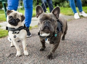 6 dicas para praticar o distanciamento social ao passear com seu cachorro