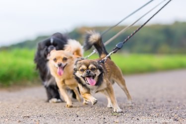 개를 산책시킬 때 사회적 거리두기를 실천하기 위한 6가지 팁