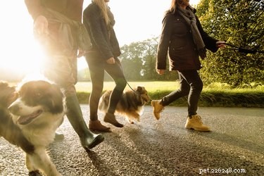 6 tips för att träna socialt avstånd när du går ut med din hund