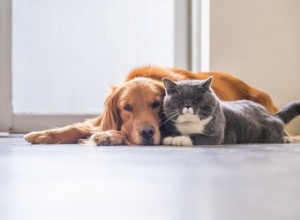 티트리 오일은 고양이와 개에게 위험합니까?