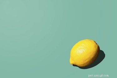 Kan hundar äta citron?