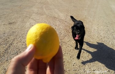 Kunnen honden citroen eten?