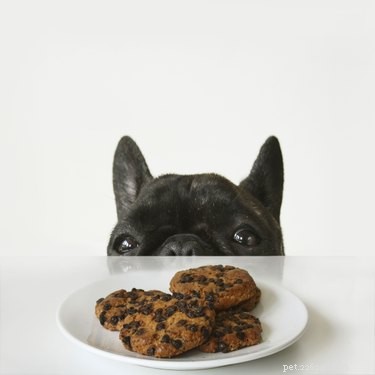 Perché i cani non possono mangiare cioccolato?