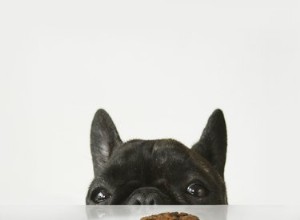 Waarom kunnen honden geen chocolade eten?