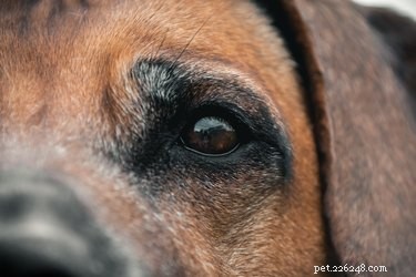 Är hundar verkligen färgblinda?