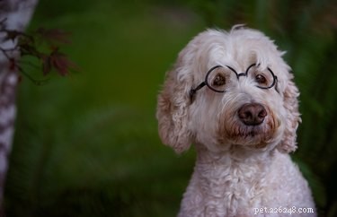 Os cães precisam de óculos?