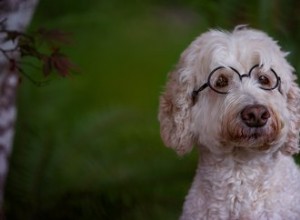 개에게 안경이 필요합니까?
