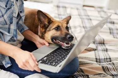Je čas u obrazovky špatný pro psy?