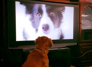 Il tempo trascorso davanti allo schermo è dannoso per i cani?