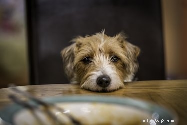 Kunnen honden hete saus eten?