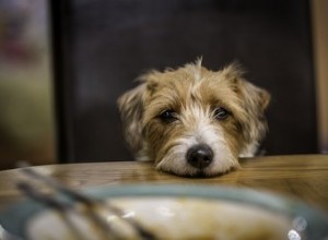 Cães podem comer molho picante?