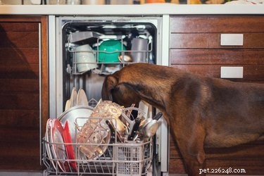 È sicuro per cani e esseri umani condividere i piatti?