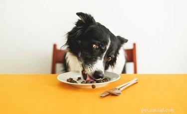 개와 사람이 접시를 공유하는 것이 안전한가요?