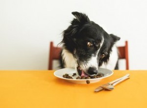 개와 사람이 접시를 공유하는 것이 안전한가요?