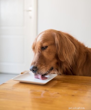 É seguro para cães e humanos compartilhar pratos?