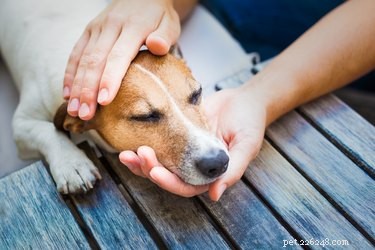 I cani possono avere attacchi di panico?