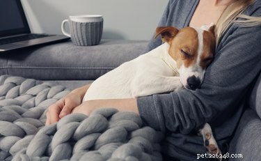 Mohou mít psi záchvaty paniky?
