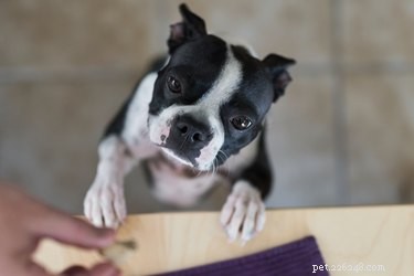 犬はフライドチキンを食べることができますか？ 