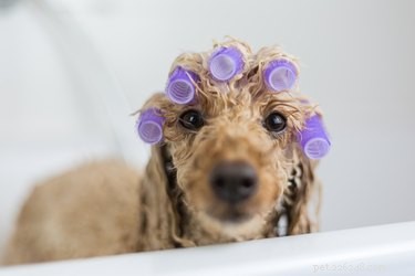 Tratamentos de spa para cães:quais realmente funcionam?