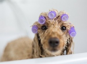 Tratamentos de spa para cães:quais realmente funcionam?