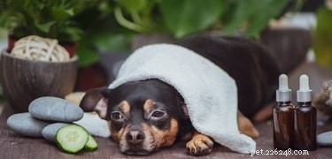 Спа-процедуры для собак:какие из них действительно работают?