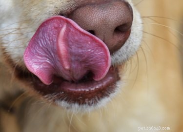 Les chiens peuvent-ils manger des cornichons ?