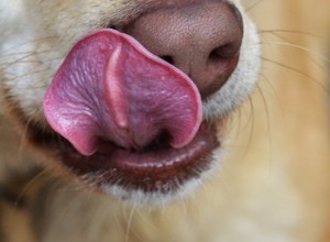 Můžou psi jíst okurky?