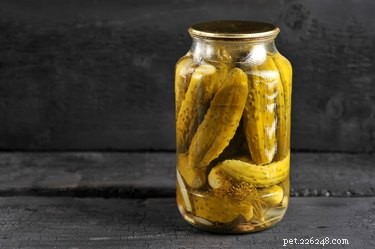 Kan hundar äta pickles?