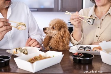 개가 스시를 먹을 수 있습니까?