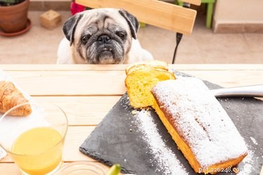 Můžou psi jíst muškátový oříšek?