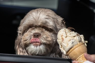 Můžou psi jíst zmrzlinu?
