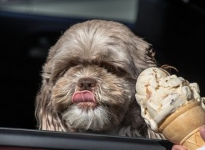 Могут ли собаки есть мороженое?