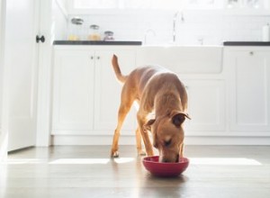 Kunnen honden vleesvervangers eten?