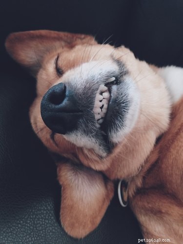 7 fatti affascinanti sui denti del tuo cane