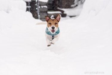 Безопасно ли собакам есть снег?