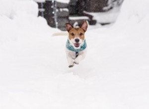 Безопасно ли собакам есть снег?